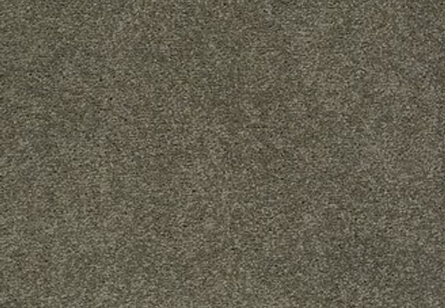 Anderson Tuftex Carpet Pawparazzi I Overcoat