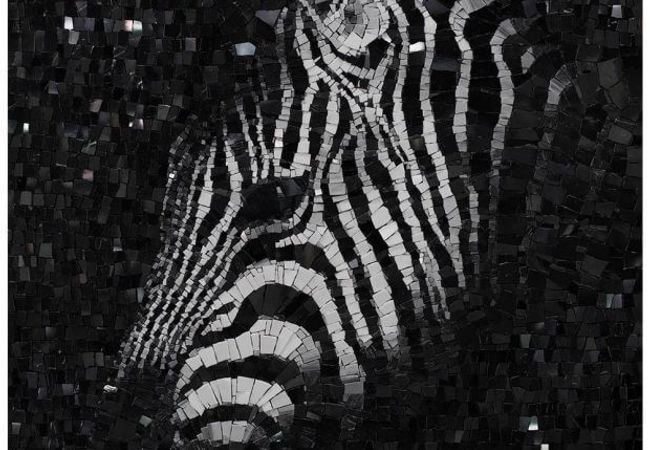 Ciot Tile Selvaggio Zebra 1 48''x48''