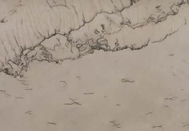 Daltile Natural Quartzite Natural Stone Slab Chacra