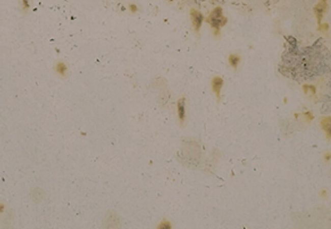 Midgley West Grunge Grey Tile 3"x12" - Shiny